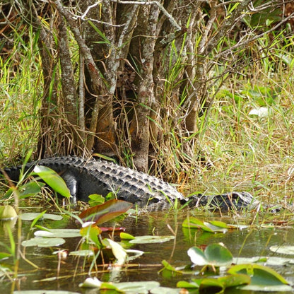 Everglades Airboat Ride &amp; Wildlife Show from Miami - Excursion 